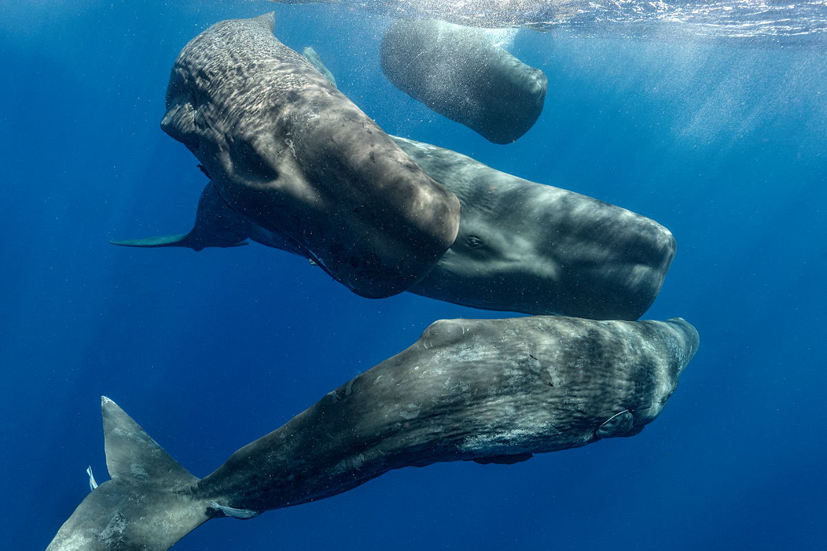 a group of sperm whales swimming in the ocean